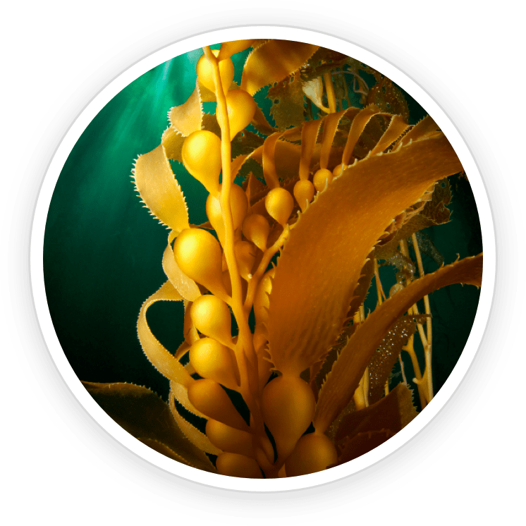 Organic Kelp Powder - Pawbiotix Ingredient
