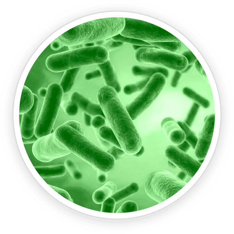 Bacillus Coagulans- Pawbiotix Ingredient